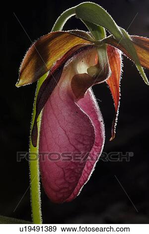 design pink ladys slipper acaule north america View Large Photo Image Stock Photo - design pink ladys slipper acaule north america . Fotosearch