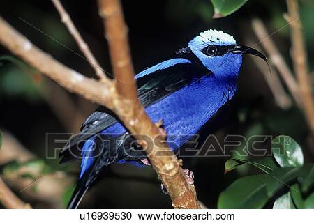 design red legged cyanerpes cyaneus central rica View Large Photo Image Stock Image - design red legged cyanerpes cyaneus central rica . Fotosearch