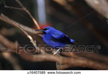 design red legged cyanerpes cyaneus central rica View Large Photo Image Stock Photo - design red legged cyanerpes cyaneus central rica . Fotosearch
