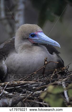 design redfooted booby sula genovesa island View Large Photo Image Stock Image - design redfooted booby sula genovesa island . Fotosearch