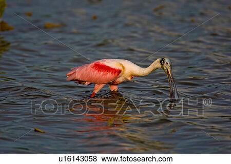 design roseate spoonbill platalea ajaja eco pond View Large Photo Image Stock Photo - design roseate spoonbill platalea ajaja eco pond . Fotosearch