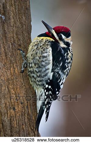 Stock Photo -  design sapsucker varius male va stephens city . Fotosearch