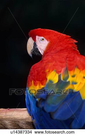Picture -  design scarlet macaw ara macao animals wildlife . Fotosearch