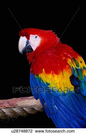 Stock Image -  design scarlet macaw ara macao animals wildlife . Fotosearch