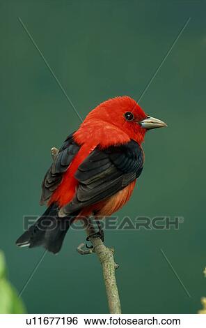 design scarlet tanager piranga olivacea national View Large Photo Image Stock Photograph - design scarlet tanager piranga olivacea national . Fotosearch