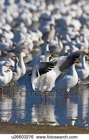 design snow goose chen in flight national refuge View Large Photo Image Stock Photograph - design snow goose chen in flight national refuge . Fotosearch