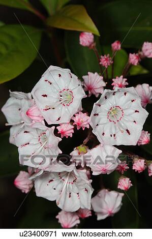 design spring mountain laurel kalmia latifolia View Large Photo Image Stock Image - design spring mountain laurel kalmia latifolia . Fotosearch