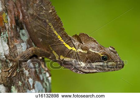design striped basilisk lizard basiliscus orange View Large Photo Image Stock Photo - design striped basilisk lizard basiliscus orange . Fotosearch