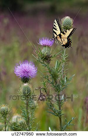 design summer eastern tiger papilio glaucus View Large Photo Image Stock Image - design summer eastern tiger papilio glaucus . Fotosearch