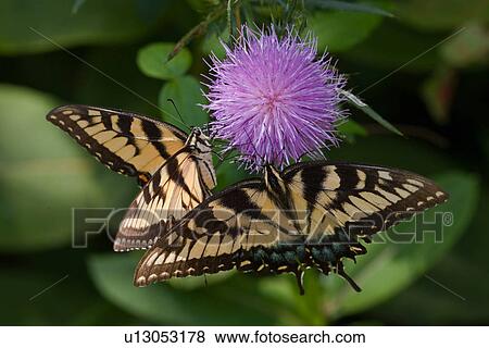 design summer eastern tiger papilio glaucus View Large Photo Image Stock Photo - design summer eastern tiger papilio glaucus . Fotosearch