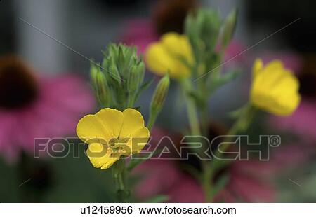 design summer evening primrose oenothera biennis View Large Photo Image Stock Photograph - design summer evening primrose oenothera biennis . Fotosearch
