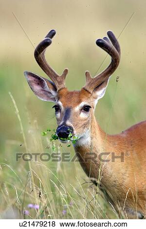 design summer leaf whitetail deer odocoileus va View Large Photo Image Stock Photo - design summer leaf whitetail deer odocoileus va . Fotosearch