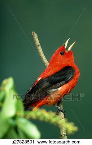 design summer spring scarlet tanager piranga View Large Photo Image Stock Image - design summer spring scarlet tanager piranga . Fotosearch