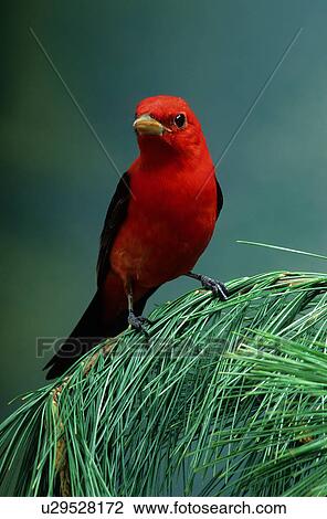 design summer spring scarlet tanager piranga View Large Photo Image Stock Image - design summer spring scarlet tanager piranga . Fotosearch