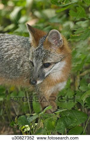 Stock Image -  design usa gray fox urocyon shenandoah national . Fotosearch