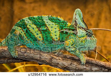 design veiled chameleon chamaeleo lizards snakes View Large Photo Image Stock Photograph - design veiled chameleon chamaeleo lizards snakes . Fotosearch