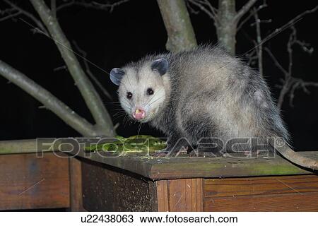 design virginia opossum didelphis virginiana va View Large Photo Image Stock Image - design virginia opossum didelphis virginiana va . Fotosearch