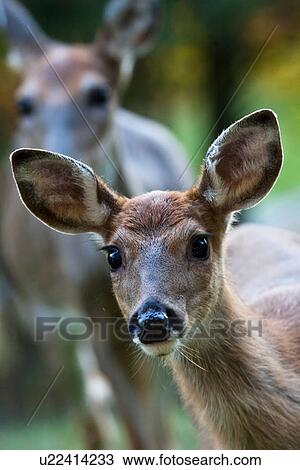 design whitetail deer odocoileus fawn in first  View Large Photo Image Stock Image -  design whitetail deer odocoileus fawn in first . Fotosearch