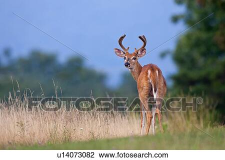 design whitetail deer odocoileus male buck va View Large Photo Image Stock Image - design whitetail deer odocoileus male buck va . Fotosearch