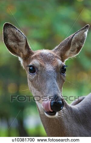 Stock Image -  design whitetail deer odocoileus licking lips . Fotosearch