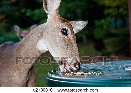 design whitetail deer odocoileus shenandoah park View Large Photo Image Stock Image - design whitetail deer odocoileus shenandoah park . Fotosearch