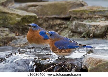 design winter eastern bluebird sialia sialis ice View Large Photo Image Stock Image - design winter eastern bluebird sialia sialis ice . Fotosearch