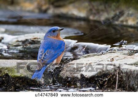 design winter eastern bluebird sialia sialis ice View Large Photo Image Stock Photo - design winter eastern bluebird sialia sialis ice . Fotosearch