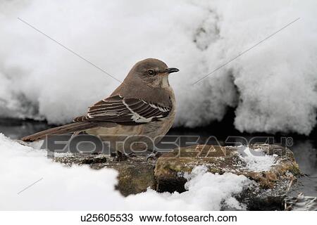 design winter northern mimus drinking shenandoah View Large Photo Image Stock Image - design winter northern mimus drinking shenandoah . Fotosearch