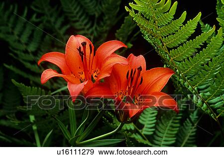 Stock Photo -  design wood lily lilium bruce peninsula national . Fotosearch
