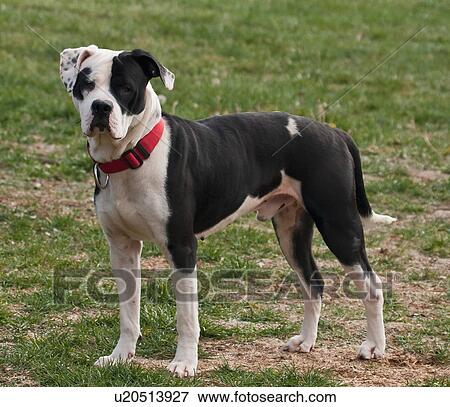 dog american bulldog mix dogs doggie doggy clear View Large Photo Image Stock Photo - dog american bulldog mix dogs doggie doggy clear . Fotosearch