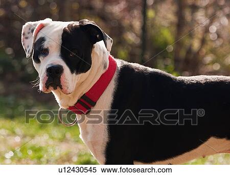 dog american bulldog mix dogs doggie doggy clear View Large Photo Image Stock Photography - dog american bulldog mix dogs doggie doggy clear . Fotosearch