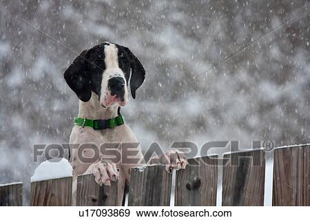 Stock Photo -  dog winter great dane deutsche dogge german snow . Fotosearch
