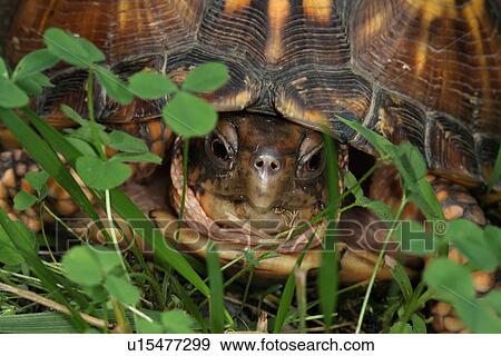 Stock Photo -  eastern box turtle terrapene carolina middletown. Fotosearch