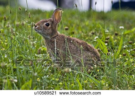 eastern cottontai sylvilagus floridanus wapocoma View Large Photo Image Stock Image - eastern cottontai sylvilagus floridanus wapocoma. Fotosearch