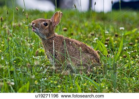 eastern cottontai sylvilagus floridanus wapocoma View Large Photo Image Stock Photograph - eastern cottontai sylvilagus floridanus wapocoma. Fotosearch