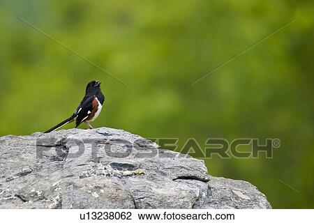 eastern towhee pipilo male adult shenandoah park View Large Photo Image Stock Image - eastern towhee pipilo male adult shenandoah park. Fotosearch