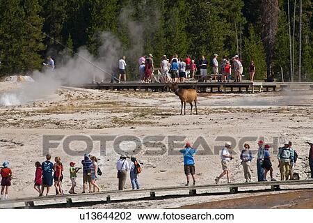 Stock Image -  elk wapiti cervus canadensis doe female national. Fotosearch