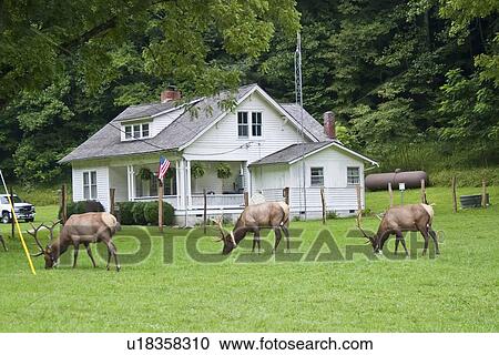 elk wapiti cervus canadensis great smoky park View Large Photo Image Stock Image - elk wapiti cervus canadensis great smoky park. Fotosearch