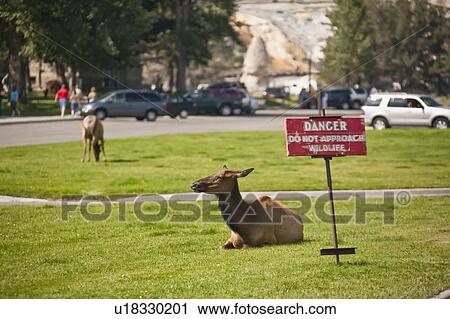 elk wapiti cervus canadensis ruminant ruminants View Large Photo Image Stock Image - elk wapiti cervus canadensis ruminant ruminants. Fotosearch