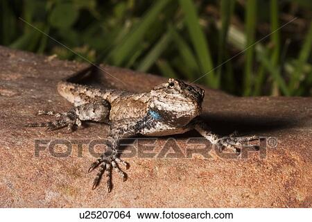 Picture -  family eastern fence lizard sceloporus undulatus . Fotosearch