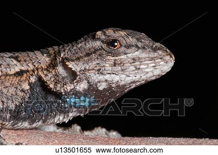 family eastern fence lizard sceloporus undulatus View Large Photo Image Stock Photography - family eastern fence lizard sceloporus undulatus . Fotosearch