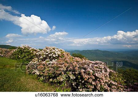 family mountain laurel kalmia latifolia funnel View Large Photo Image Stock Photo - family mountain laurel kalmia latifolia funnel . Fotosearch
