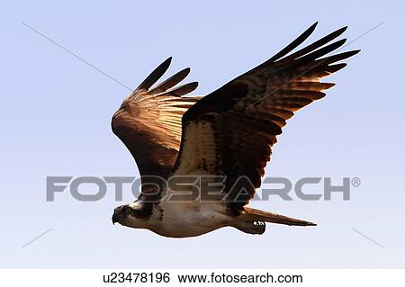 Stock Photograph -  fish osprey pandion haliaetus albemarle sound nc . Fotosearch