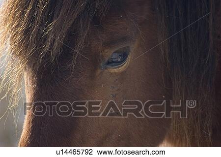 Stock Image -  fish winter assateague wild ponies island md fish . Fotosearch