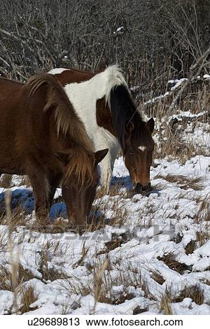 fish winter assateague wild ponies island md fish View Large Photo Image Stock Image - fish winter assateague wild ponies island md fish . Fotosearch