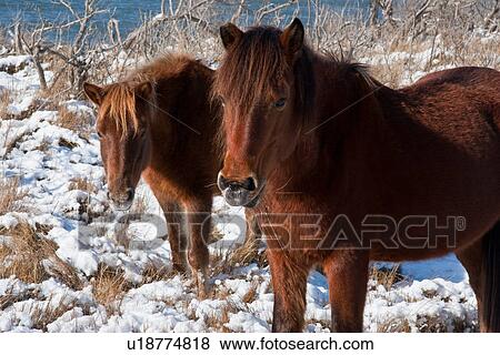 fish winter assateague wild ponies island md fish View Large Photo Image Stock Photo - fish winter assateague wild ponies island md fish . Fotosearch