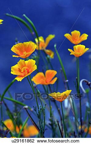 Stock Image -  flower california poppy sequoia national park . Fotosearch