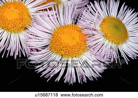 flower daisy fleabane erigeron annuus clear va View Large Photo Image Stock Photo - flower daisy fleabane erigeron annuus clear va . Fotosearch