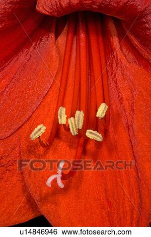 flower design amarylls plants stigma style flower View Large Photo Image Stock Photograph - flower design amarylls plants stigma style flower . Fotosearch