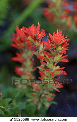 Stock Photo -  flower design applegate indian paintbrush forest . Fotosearch